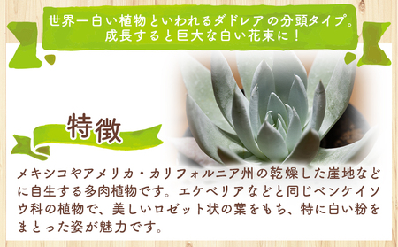 多肉植物 クサンチ ダドレア 多肉植物  cc-0001
