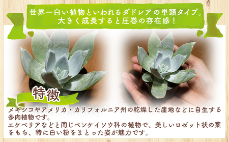 多肉植物 ブリトニー（仙女盃） ダドレア 多肉植物 cc-0020