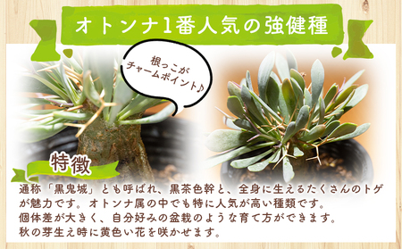 塊根植物 ユーフォルビオイデス オトンナ 塊根植物 cc-0003