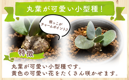 塊根植物 インターメディア オトンナ 塊根植物  cc-0004