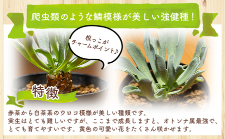 塊根植物 レピドカウリス オトンナ cc-0005