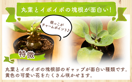 塊根植物 ヘレー オトンナ 塊根植物 cc-0007