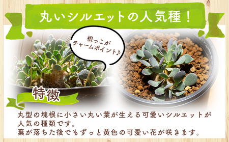 塊根植物 カカリオイデス オトンナ 塊根植物 cc-0010
