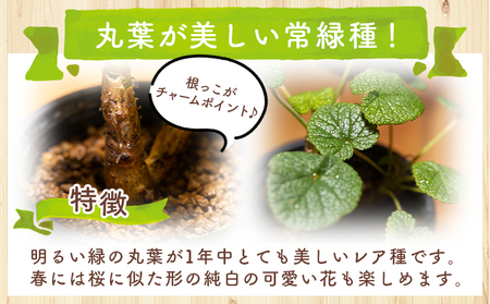 塊根植物 コチレドニス ペラルゴニウム 塊根植物 cc-0012