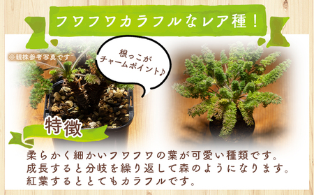 塊根植物 オレオフィルム ペラルゴニウム 塊根植物 cc-0014