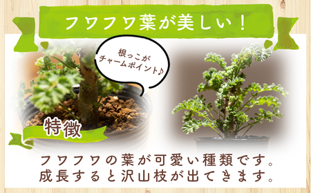多肉植物 アルテルナンス ペラルゴニウム 多肉植物 cc-0015