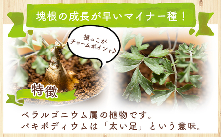 多肉植物 パキポディウム ペラルゴニウム 多肉植物 cc-0016