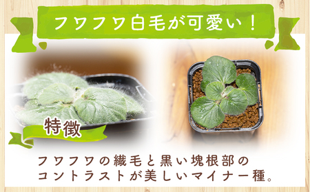 塊根植物 クルビアンドラム ペラルゴニウム 塊根植物 cc-0022