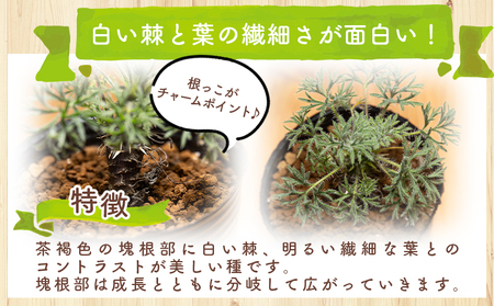 塊根植物 ヒストリクス ペラルゴニウム 塊根植物 cc-0018