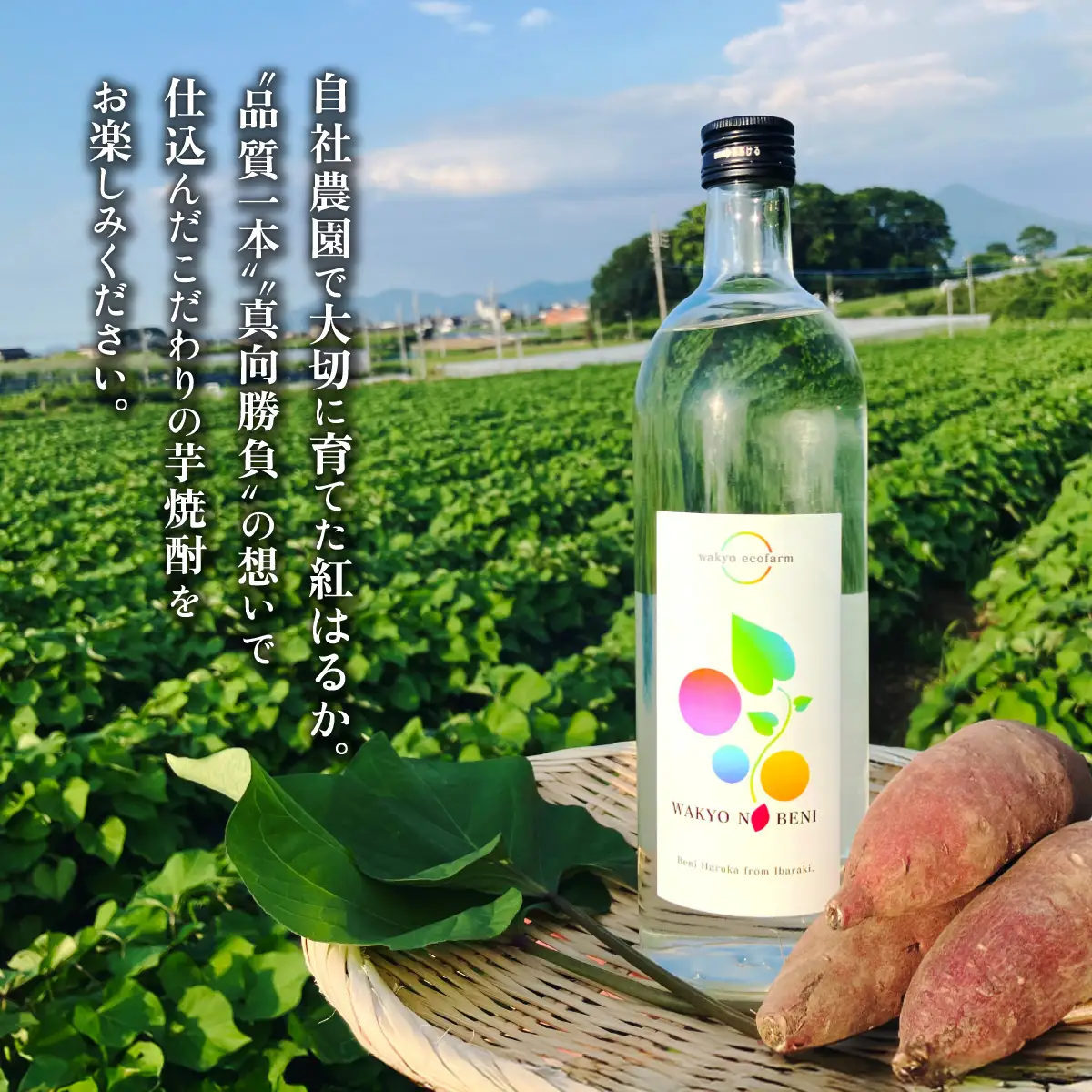 芋焼酎 和饗の紅 720ml 1本 芋焼酎