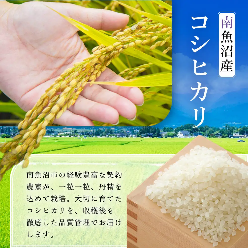 【令和8年 新米】【定期便全6回】 南魚沼産こしひかり2kg  契約栽培  雪蔵貯蔵米 | コシヒカリ