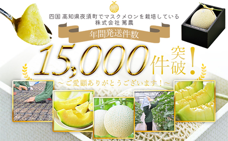 【２回定期便】マスクメロン（贈答用） 1玉入 青肉品種 高級メロン！ ／ マスクメロン 果物 フルーツ ギフト 農家直送 Wtn-0058