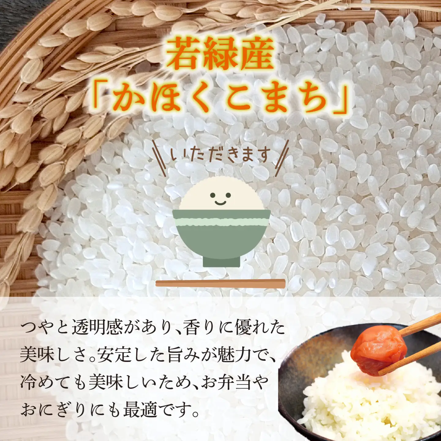 【令和8年産】 かほくこまち 5kg 【2027年2月配送】 | お米 米 かほくこまち