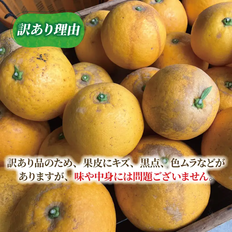 訳あり 河内晩柑 7 ～ 8 kg あかまつみかん 訳あり B010-203001