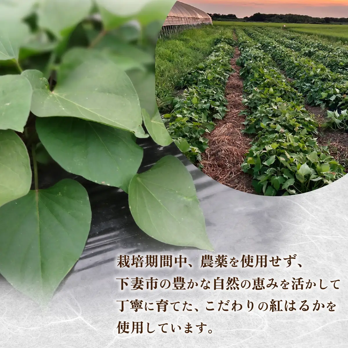 干し芋 紅はるか セット 計 約400g  【平干し 約200g ＋ 切り落とし(訳あり)約200g】 