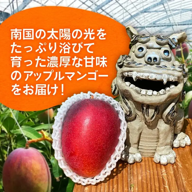 【先行受付】【2027年発送】大城マンゴー農園 マンゴー 家庭用 約2kg - 先行予約 アップルマンゴー 沖縄 産地直送 南国フルーツ 旬の味覚 ご自宅用 オススメ 沖縄県 八重瀬町