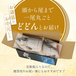 紅鮭 新巻姿切身【4分割 1.7kg】魚 鮭 さけ サケ 切り身 焼鮭 焼き魚 人気 ふるさと 海鮮 海鮮食品 魚介類 魚介 北海道 白糠町_T015-1705