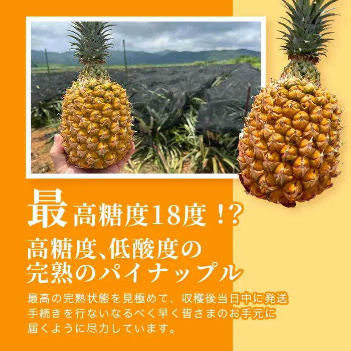 ＜数量限定＞《2027年4月上旬以降発送》お試し用 爽香果 スナックパイン 2玉 約1.4kg
