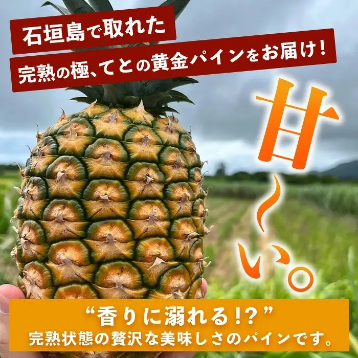 お試し用 完熟黄金 てとの黄金パイン 1玉 約1.4kg