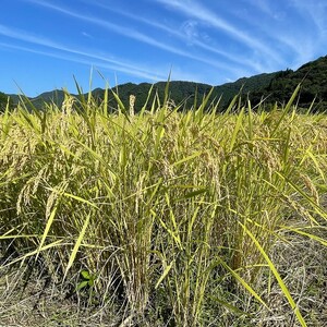 丹波篠山 コシヒカリ 2kg×3 でかんしょ米 令和7年産 コシヒカリ