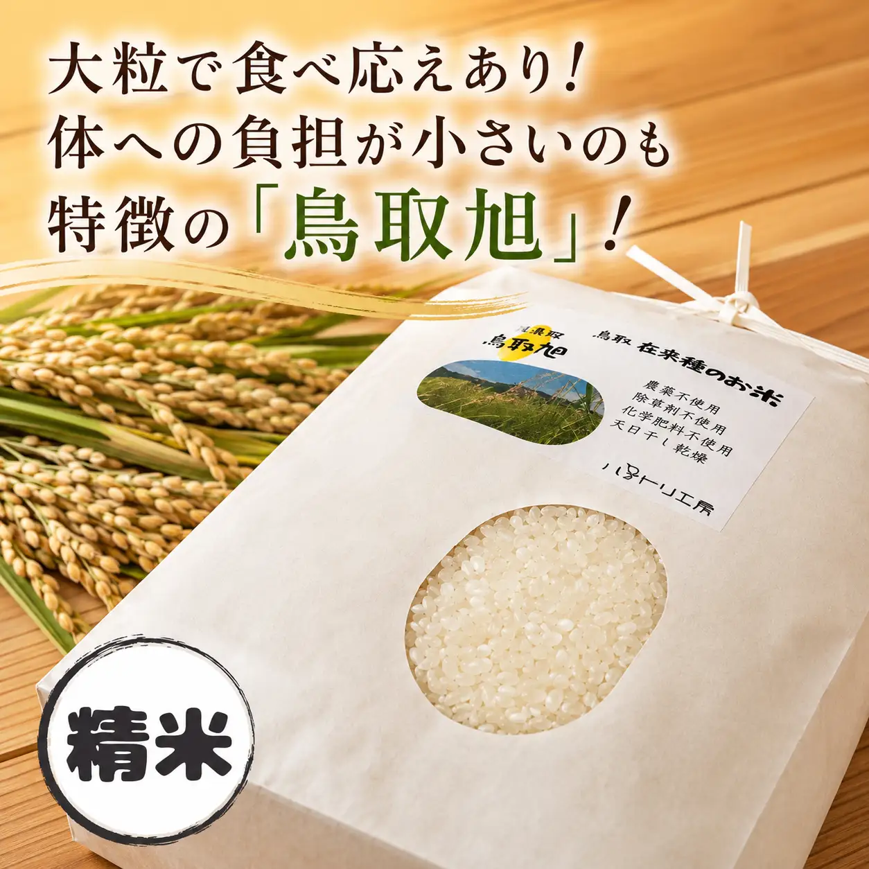 Y266 鳥取旭10kg（精米）