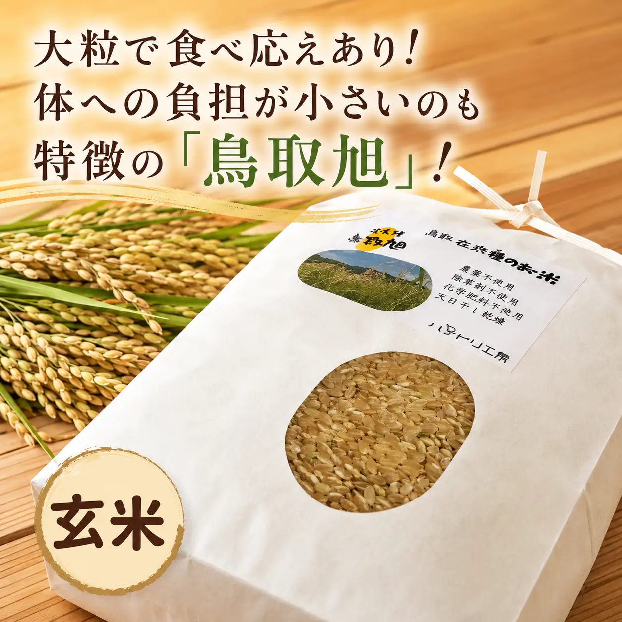 Y267 鳥取旭5kg（玄米）