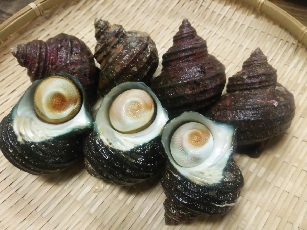 シーフードマイスター厳選　活きサザエ　約1.2kg【C26-9】【配送不可地域：離島・北海道・新潟県・沖縄県・東北】【1044330】 YWTAK008