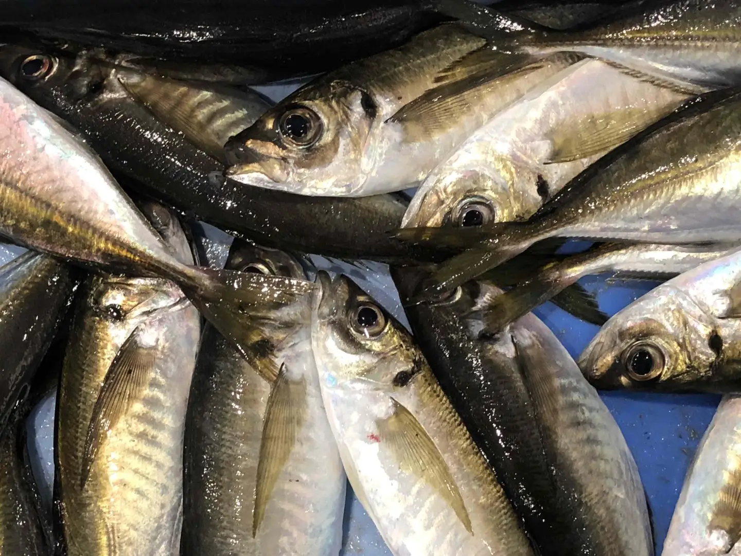 竹中水産の一本釣り真鯵!1キロ前後【C22-238】【配送不可地域：離島・北海道・沖縄県・東北・関東・信越、北陸・東海・九州】【1073399】 YWTM056