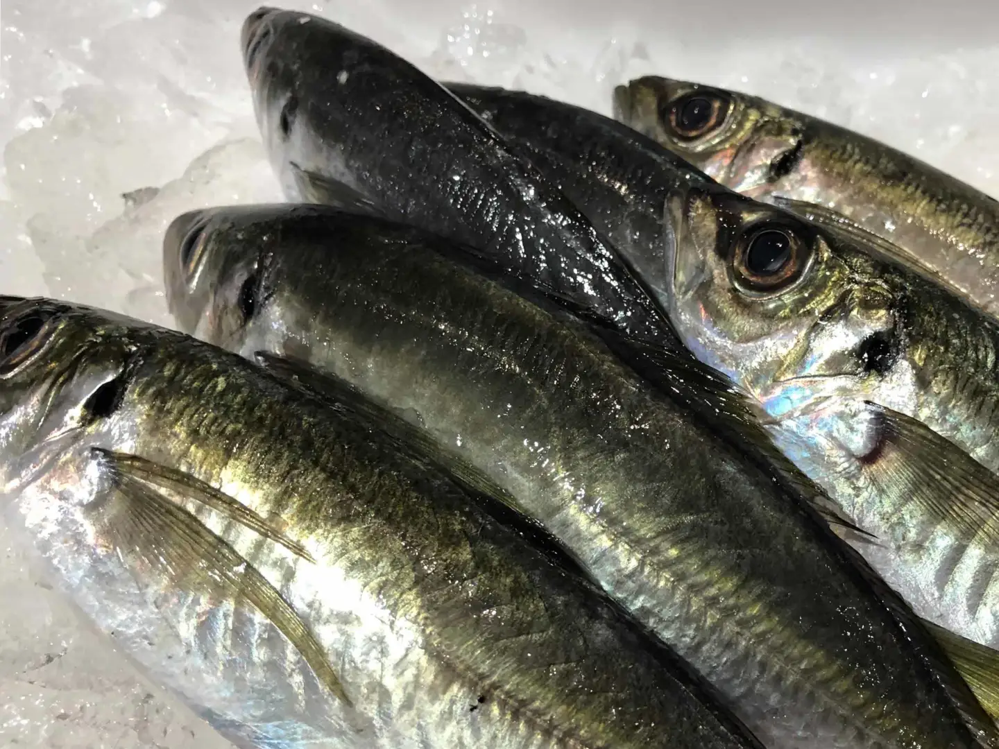 竹中水産の一本釣り真鯵!1.5キロ前後【D22-239】【配送不可地域：離島・北海道・沖縄県・東北・関東・信越、北陸・東海・九州】【1073400】 YWTM057