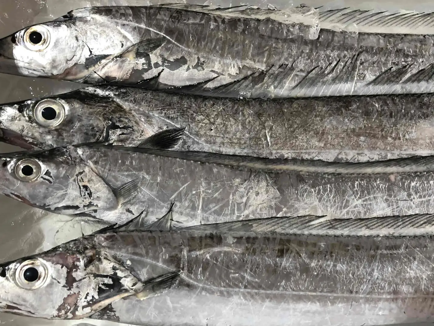 竹中水産の「釣の太刀魚」　約2キロ!【F22-264】【配送不可地域：離島・北海道・沖縄県】【1078740】 YWTM082