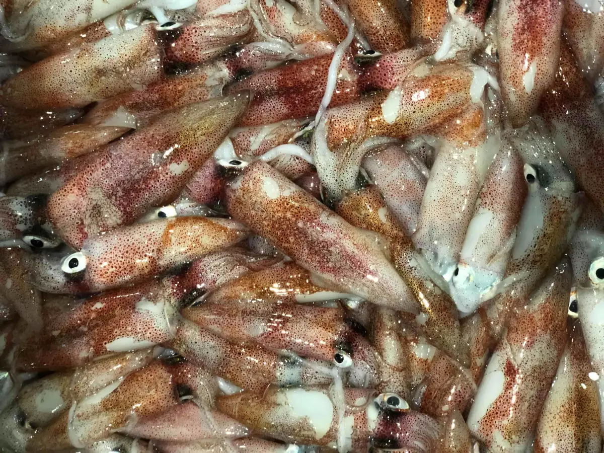 竹中水産のバラスルメ2kg(小小サイズ)【D22-223】【配送不可地域：離島】【1115290】 YWTM041