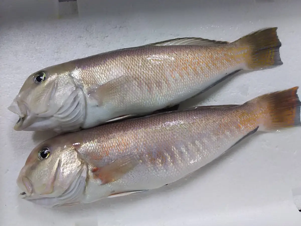 高級魚・白甘鯛ご飯と一夜干し【E26-10】【配送不可地域：離島】【1254267】 YWTAK009
