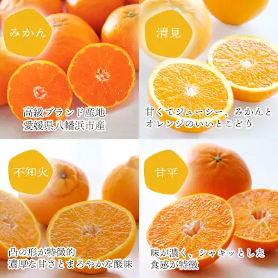 愛媛選り抜き!スペシャルかんきつゼリー12本セット │ みかん 不知火 甘平 清見【C25-152】【1452992】 YWTAP094