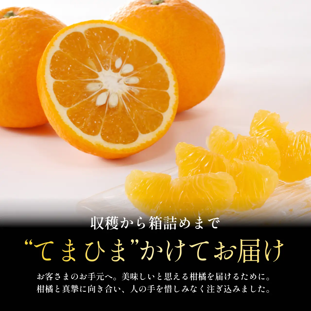 【先行受付 2027年発送】甘夏 5kg 『ほのかな苦味とスッキリした甘み』【C70-26】】【1470662】 YWTK026