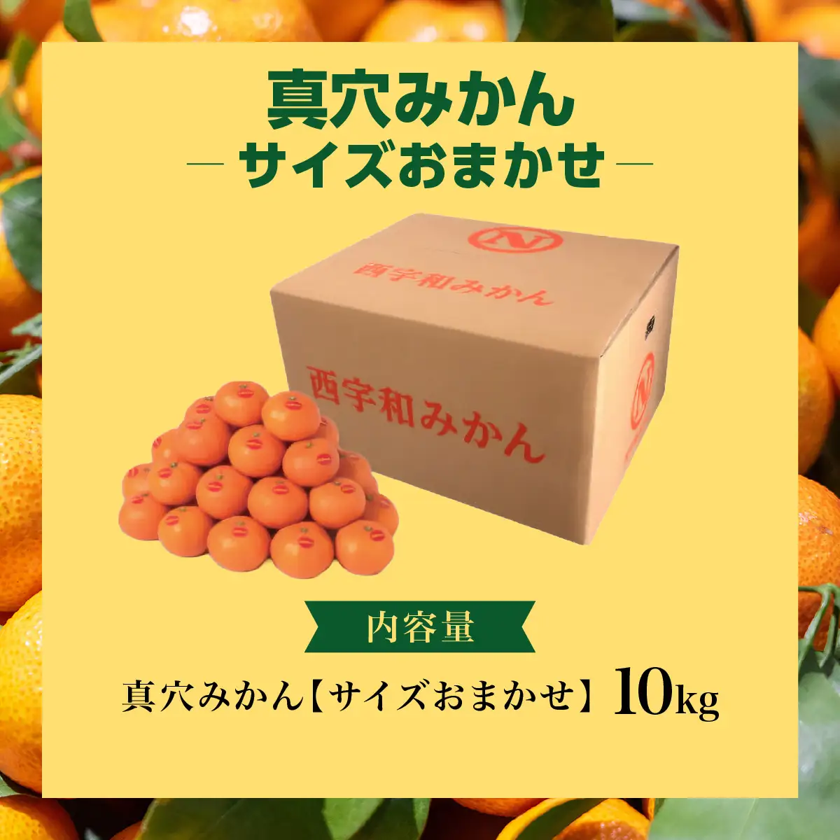 【先行受付】真穴みかん 【サイズおまかせ】 10kg【G43-6】【1490404】 YWTAG006