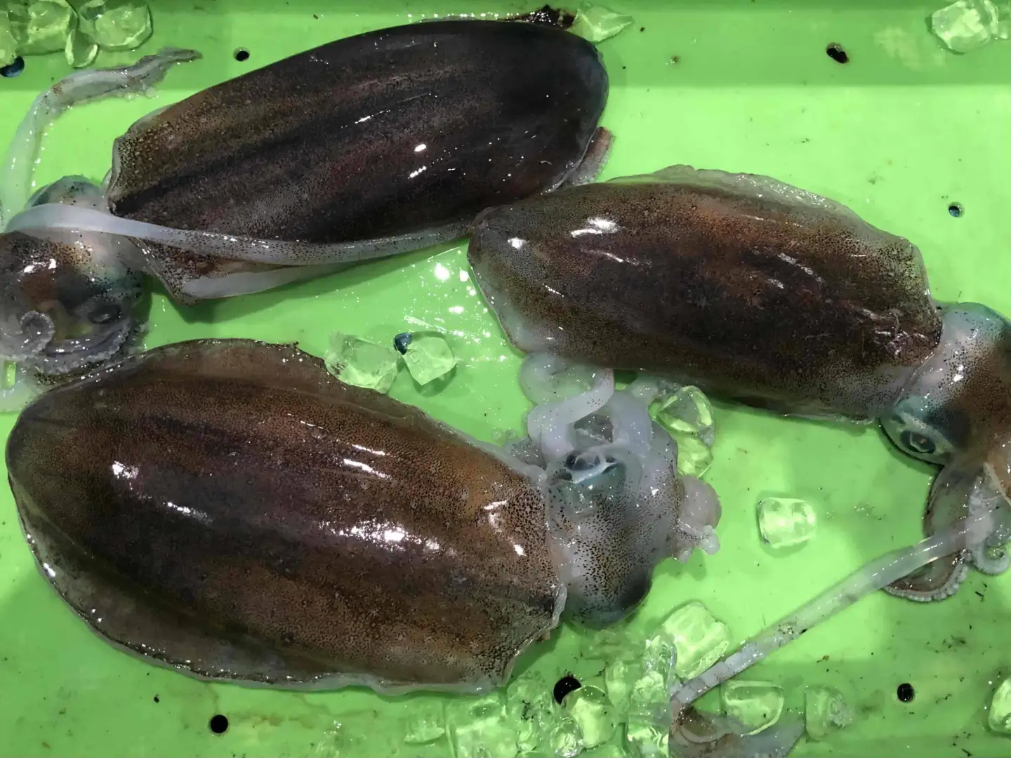 【先行受付】竹中水産のアオリイカ2kg前後!(±100g)【H22-273】【配送不可地域：離島】【1143921】 YWTM090