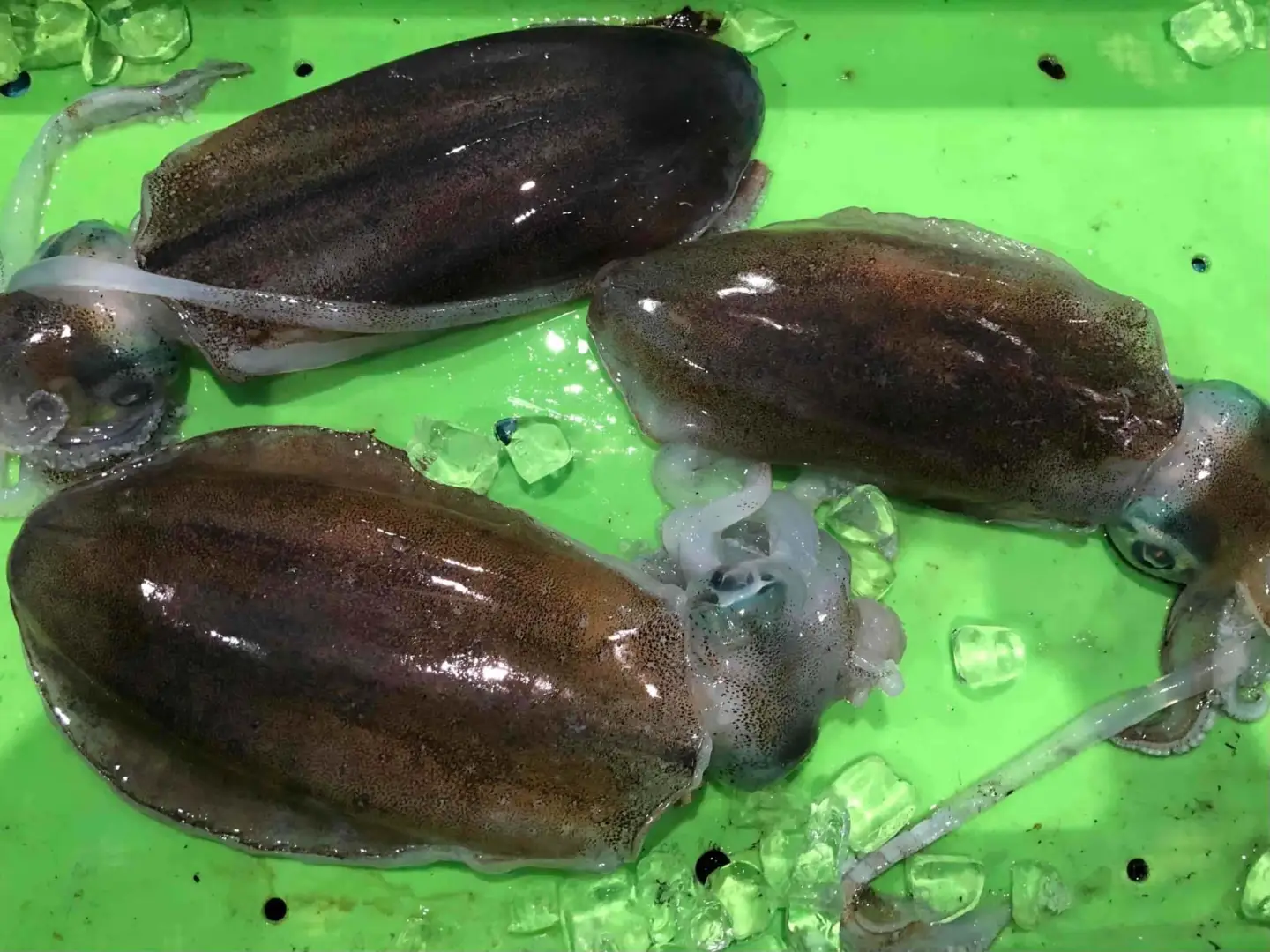 竹中水産のアオリイカ1kg前後!(±100g)【D22-274】【配送不可地域：離島】【1143922】 YWTM091