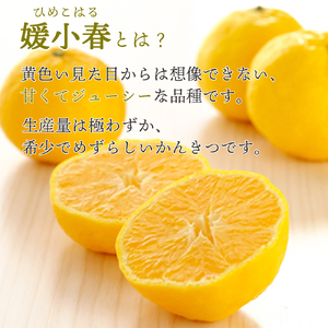 【先行受付】希少柑橘 媛小春(ひめこはる) 2.5kg【E25-144】【1378626】 YWTAP088