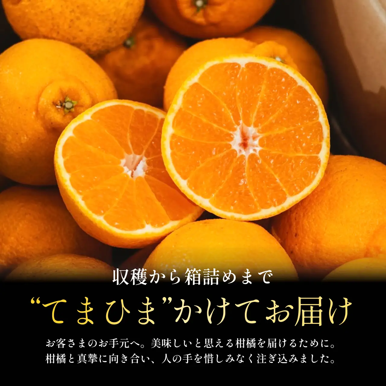 【先行受付 2027年発送】不知火(デコ)3kg甘みと程よい酸味のバランスが絶妙【C70-29】【1470656】 YWTK029