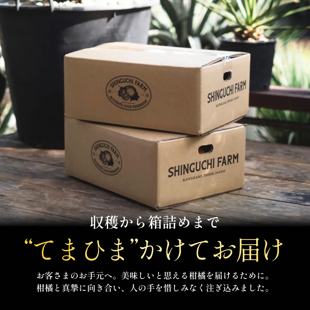 【先行受付】【太陽の恵みをギュッと凝縮】訳あり 愛媛レモン10kg 防腐剤・ワックス不使用【F70-23】【1470681】 YWTK023
