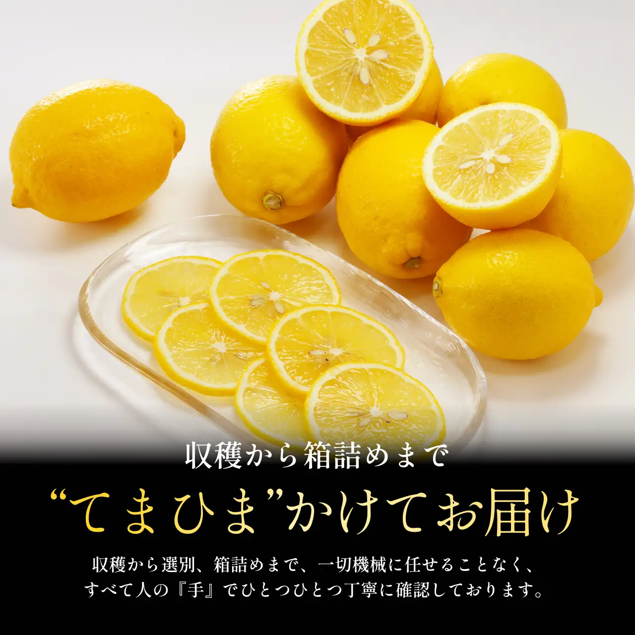 【先行受付 2027年発送】愛媛育ちのレモン 3kg 防腐剤・ワックス不使用【C70-20】【1470687】 YWTK020