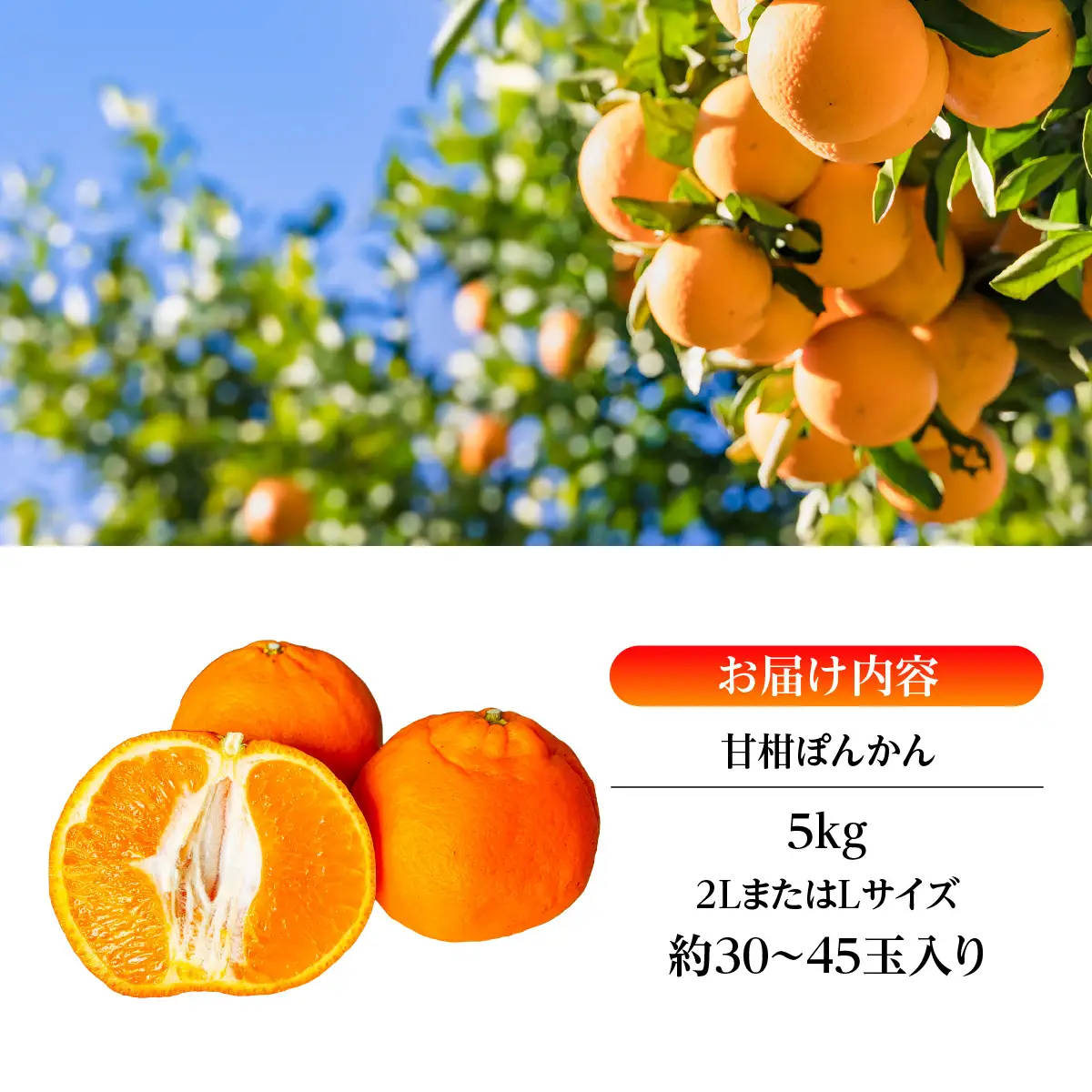 【先行受付】「甘柑ぽんかん」5kg/2LまたはLサイズ/【C79-22】【1474166】 YWTC018
