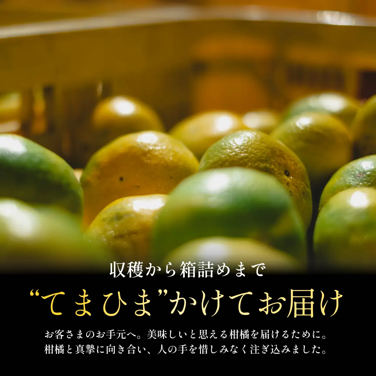 【先行受付】五代目が厳選した【極早生みかん10kg】愛媛県川上産【E70-35】【1536338】 YWTK035