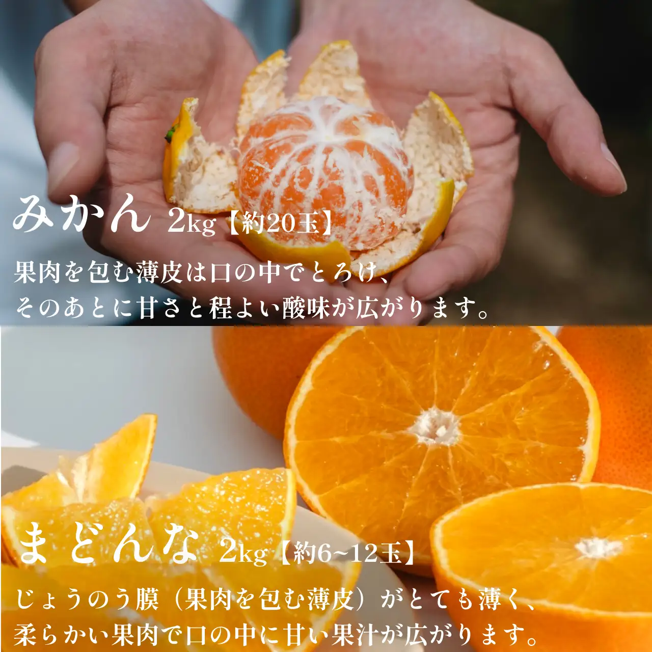 【先行受付】五代目が厳選したみかん+まどんな 人気2品種食べ比べ 【各2kg】【D70-36】【1536339】 YWTK036