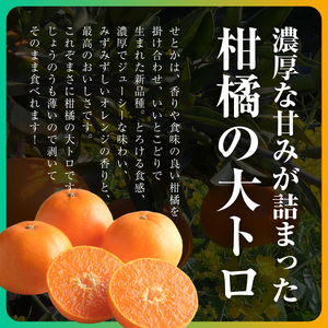 【先行受付】三代目の柑橘の大トロ【せとか】4kg　サイズ:L～4L混合【E31-52】【配送不可地域：離島】【1631010】 YWTAC041