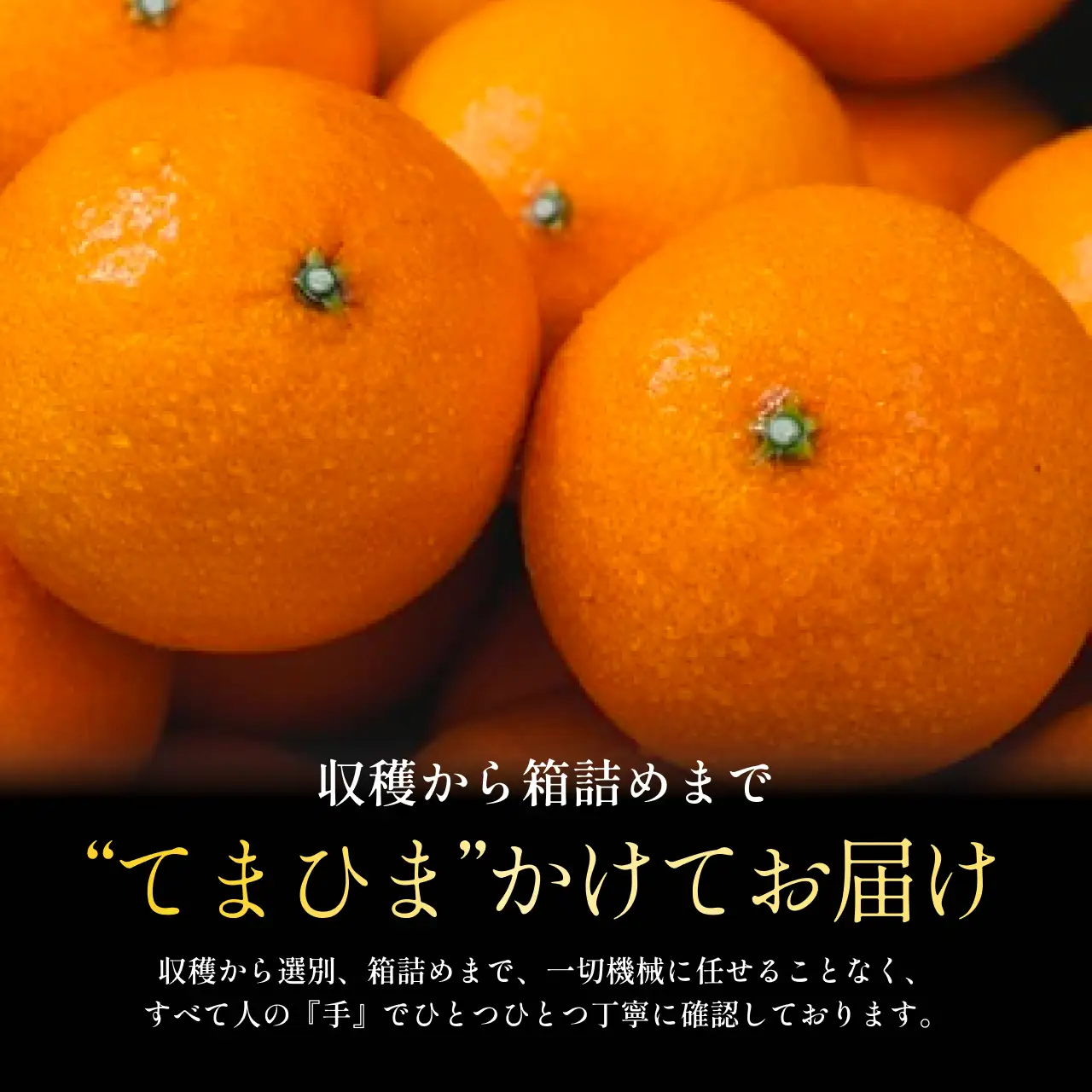 【先行受付】《新品種》「甘平×まどんな」　愛果48号【紅プリンセスと同品種】【5kg】【家庭用】【G70-85】【1633356】 YWTK084