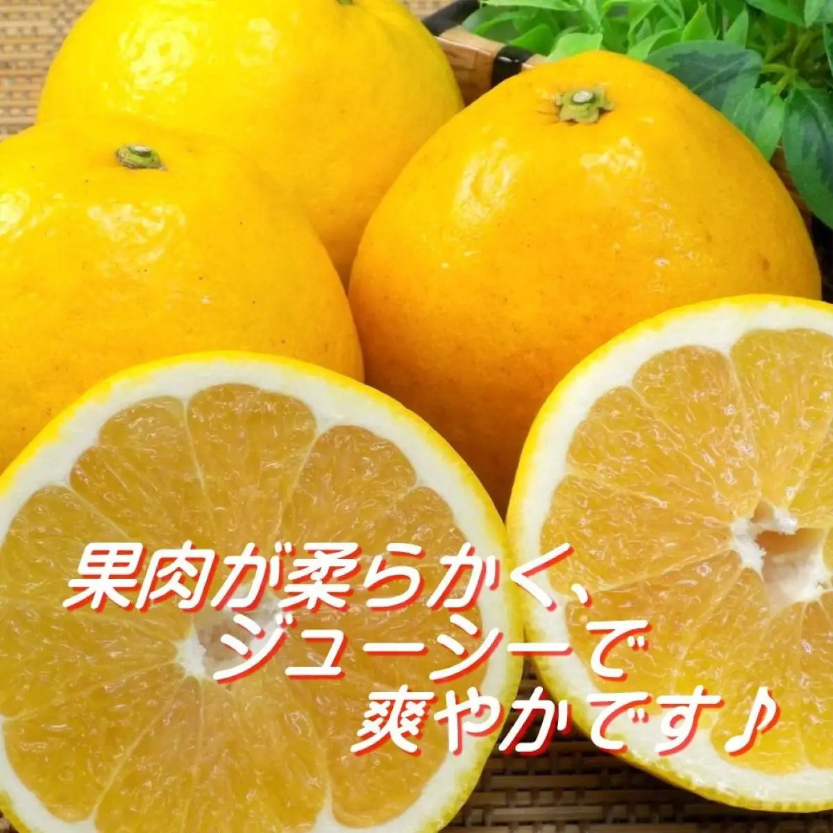 【先行受付】爽やかでみずみずしい!初夏の「河内晩柑」約5キロ【訳あり】【C39-82】【配送不可地域：離島】【1640764】 YWTF057