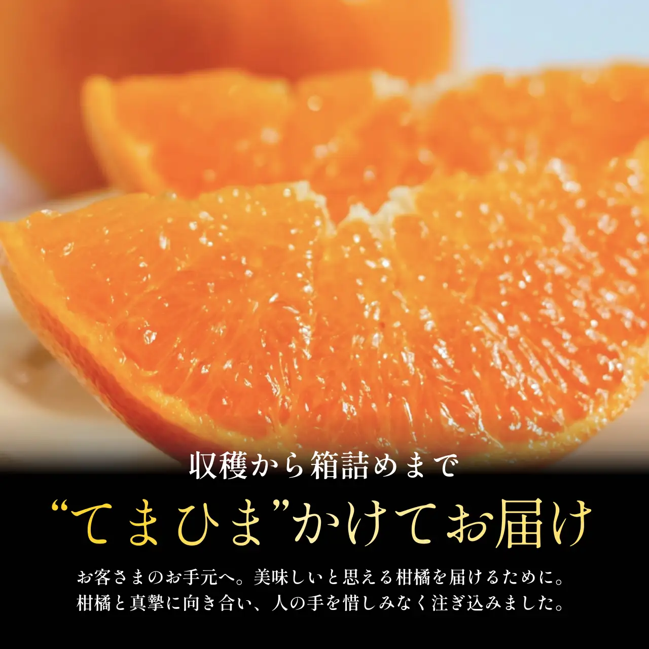 【先行受付】五代目が厳選した「柑橘の大トロ せとか」2kg【C70-96】【1671344】 YWTK095