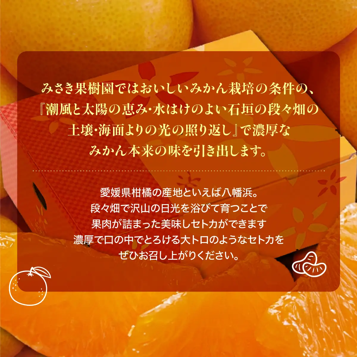 【先行受付】【家庭用】せとか1.5kg【A21-54】YWTBC035