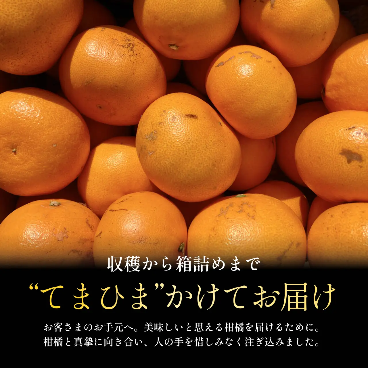 【先行受付】訳ありだけど美味しさそのまま【訳あり】せとか 3.5kg【C70-156】【1707146】 YWTK155